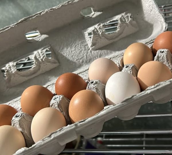 Eggs